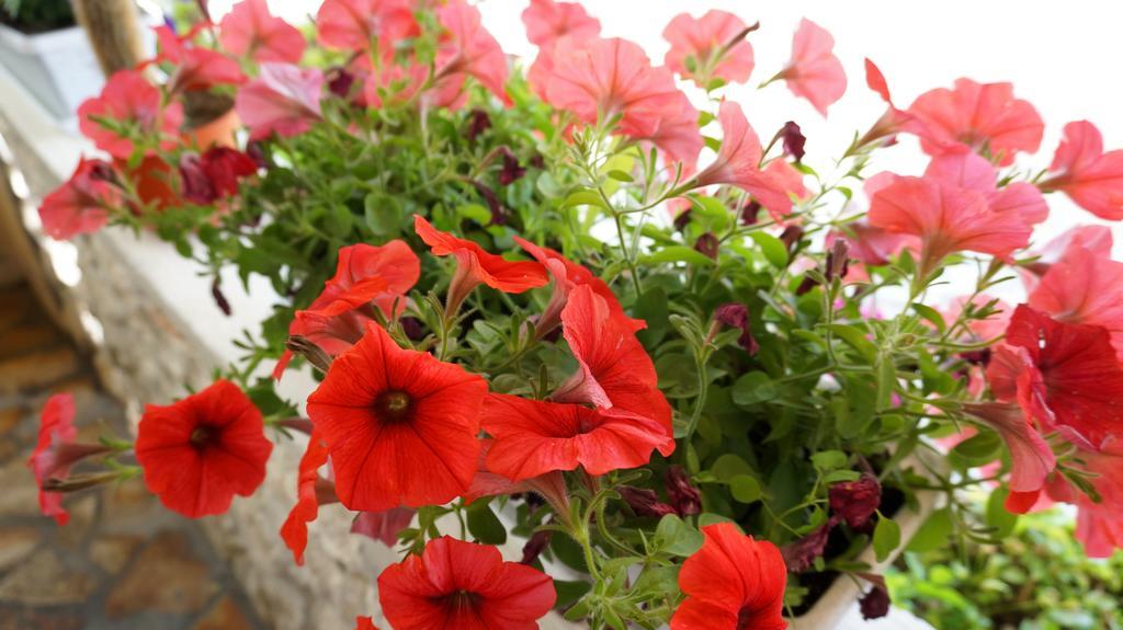 Apartments Red Rose Nin Luaran gambar