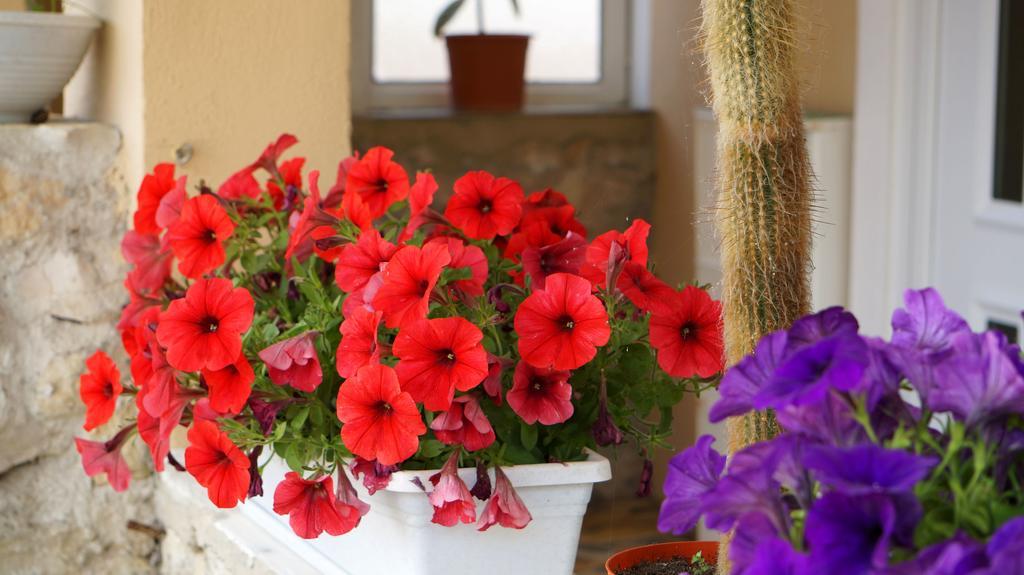 Apartments Red Rose Nin Luaran gambar